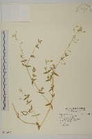 藏品(疏花繁縷)的圖片