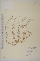 藏品(繁縷)的圖片