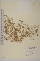 藏品(繁縷)的圖片