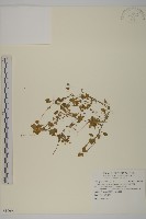 藏品(阿里山繁縷)的圖片