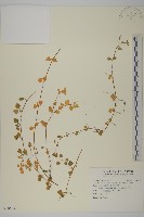 藏品(阿里山繁縷)的圖片