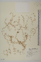 藏品(天蓬草、雀舌草)的圖片
