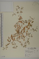 藏品(鵝兒腸)的圖片