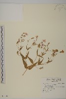 藏品(小麥剪秋羅)的圖片