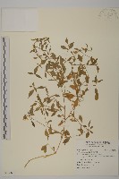 藏品(狗筋蔓)的圖片