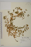 藏品(狗筋蔓)的圖片