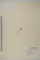 藏品(玉山蠅子草)的圖片