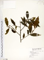 藏品(柳葉山茶)的圖片