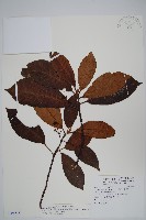 藏品(水冬瓜)的圖片