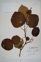 藏品(臺灣羊桃)的圖片