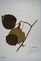 藏品(臺灣羊桃)的圖片