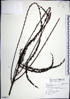 藏品(鐵掃帚、千里光)的圖片