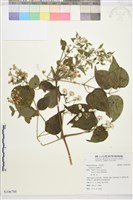 藏品(葡萄葉鐵線蓮)的圖片