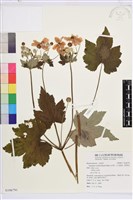 藏品(小白頭翁、野棉花)的圖片