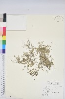 藏品(匐根大戟)的圖片