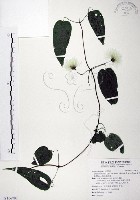 藏品(亨利氏鐵線蓮)的圖片