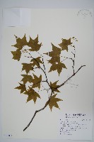 藏品(青楓)的圖片