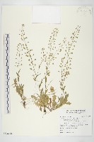 藏品(薺)的圖片