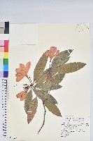 藏品(鹿角杜鵑、西施花、青紫木)的圖片