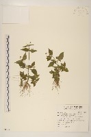 藏品(粗毛小米菊)的圖片