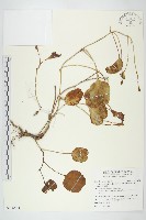 藏品(馬鞍藤)的圖片