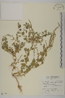 藏品(變葉藜)的圖片