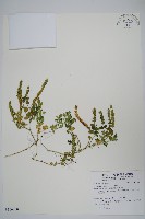 藏品(爵床)的圖片