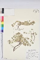 藏品(濱大戟)的圖片