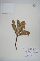 藏品(白水木)的圖片