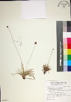 藏品(乾溝飄拂草)的圖片