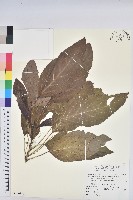 藏品(假鐵莧)的圖片