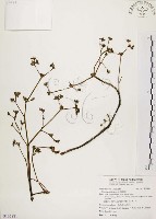 藏品(馬齒莧)的圖片