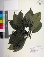 藏品(腰果楠)的圖片