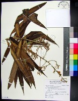 藏品(番仔林投)的圖片