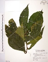 藏品(食用樓梯草)的圖片