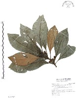 藏品(山欖、樹青)的圖片