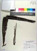 藏品(蘭嶼山檳榔、山檳榔)的圖片