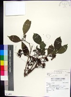 藏品(蘭嶼赤楠)的圖片