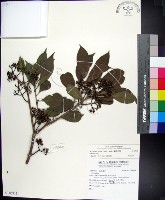 藏品(蘭嶼赤楠)的圖片