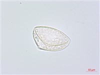 藏品(闊葉麥門冬)的圖片