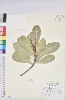 藏品(蘭嶼土沉香)的圖片