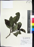 藏品(紅頭李欖)的圖片