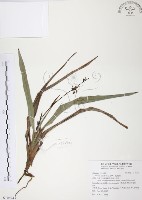 藏品(桔梗蘭)的圖片