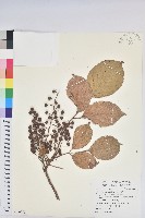 藏品(茄苳、重陽木)的圖片