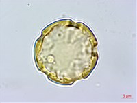 藏品(菲島福木)的圖片