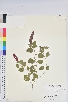藏品(紅尾鐵莧)的圖片