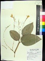 藏品(蘭嶼竹芋)的圖片