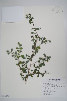 藏品(滿福木)的圖片