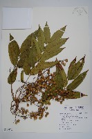 藏品(木蠟樹、山漆)的圖片