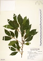 藏品(菲律賓榕)的圖片